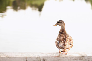 female of mallard duck