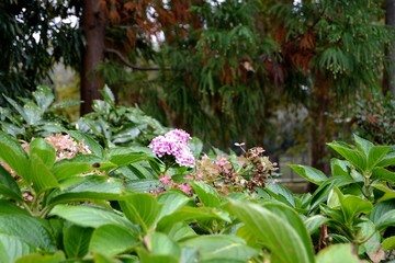 Obraz premium URUGUAY, Castillo del Cerro, Panoramicas,animales, aves, jardines,peces,ornamentos