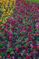 Beautiful colorful Pansies in a flowerbed in springtime. Nature background with selective focus.