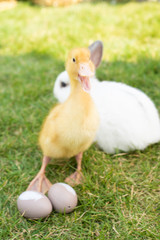  Little easter duck on green grass with open beak.