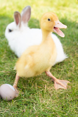  Little easter duck on green grass with open beak.