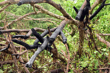 charred burnt branches of mango tree