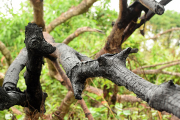 charred burnt branches of mango tree