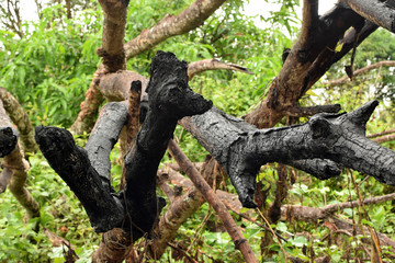 Fototapeta na wymiar charred burnt branches of mango tree