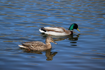 Fototapeta premium Couple of mallard swimming in the pond. Male and female wild ducks on the water
