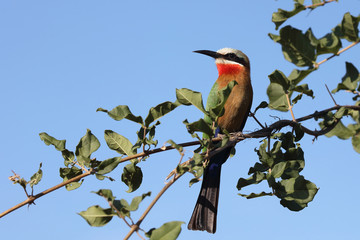 Weißstirnspint / White-fronted bee-eater / Merops bullockoides