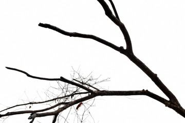 charred burnt twigs silhouette