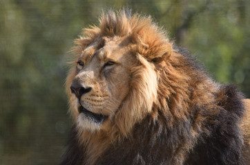 Male lion close up head and face