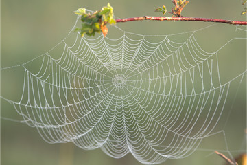 Spinnennetz