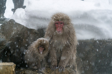 Fototapeta premium スノーモンキー ニホンザルの親子