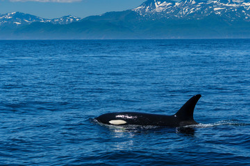 Fototapeta premium シャチの群れ 知床，羅臼