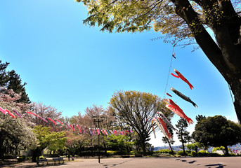 青空を泳ぐ鯉のぼり