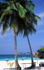 palmen am strand der karibik