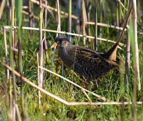 Tüpfelsumpfhuhn am Ufer