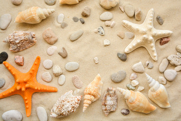 Fototapeta na wymiar starfish and seashells on the sand of the beach.