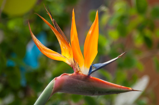 closeup of paradise bird flower in a tropical garden