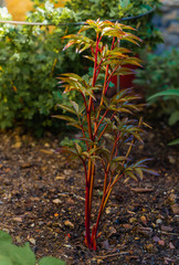 Pfingstrose, Paeonia Lactiflora, Wachstum im April im Gartenbeet