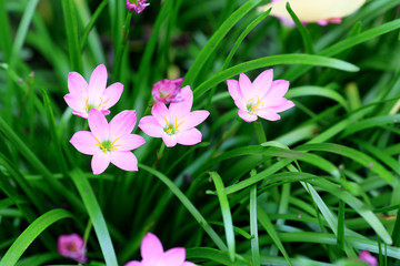 Fototapeta premium Flower in the Morning