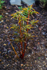 Pfingstrose, Paeonia Lactiflora, Wachstum im April im Gartenbeet