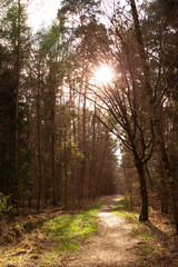 The road in the forest, the light of the sun shines through the tops of tall trees