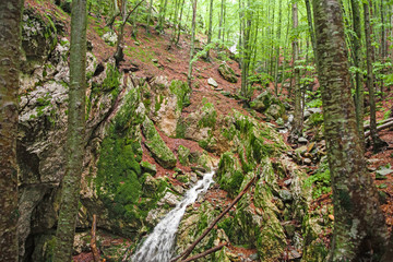 A mountain stream plunges into a cave, in the woods bathed by a recent rain.