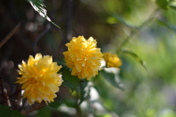 Kerrie-Blüte - blühender Ranunkelstrauch