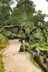 Path between green vegetation in a garden