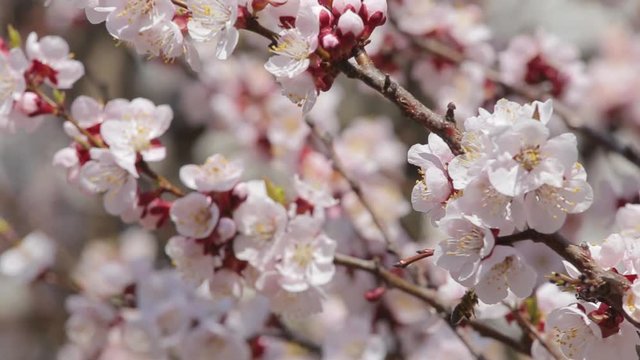 Beautiful white and pink blossoms of spring apricot trees growing outdoors isolated on blue sunny sky background. Full hd video footage.