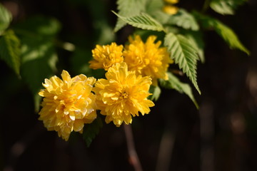 Kerrie-Blüten - blühender Ranunkelstrauch