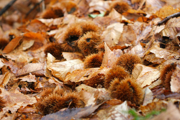 Kastanien auf Waldboden an einem verregneten Herbsttag