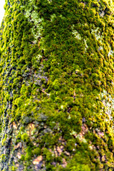 Rustic wood texture with moss