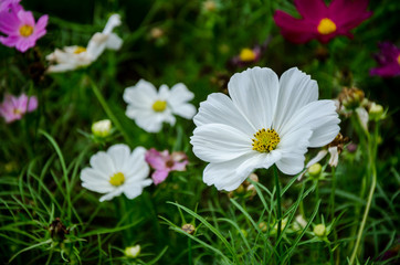 Fototapeta premium Cosmos flowers in the garden
