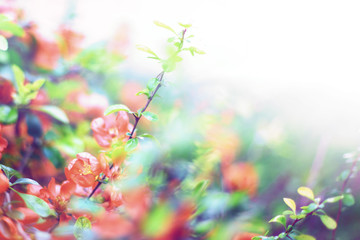 Bright flowering Japanese quince or Chaenomeles japonica. Branch covered with lot of red flowers on blurred green background with leaves bokeh. Bright nature design with white copy space