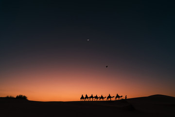Amazing shot of a caravan of camels and a crow at sunset with a slice of moon, Morocco Merzouga, adventure travel in Africa