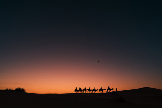 Amazing shot of a caravan of camels and a crow at sunset with a slice of moon, Morocco Merzouga, adventure travel in Africa