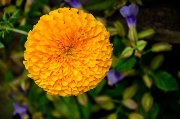 Marigolds flowers, close up picture