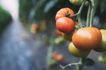 Beautiful red organic healthy tomatoes grown in a farm