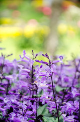 Fototapeta na wymiar Purple flower and blur background in the garden