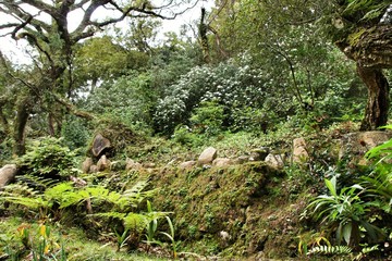 Leafy and green gardens in Sintra