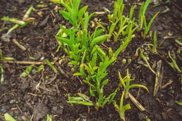 Growing green plans in soil Tender sprigs of green plants growing on dark wet soil