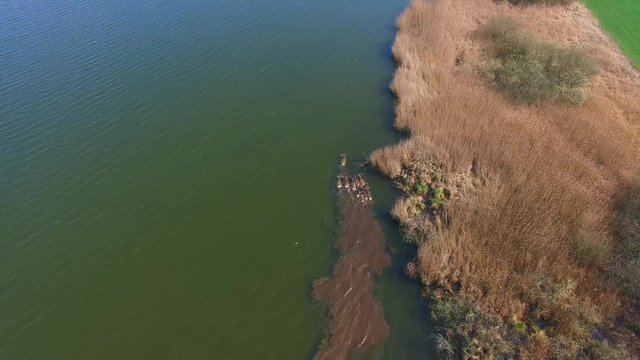 Deer - Deers swimming over a lake - aerial view of a small group of deers swimming over a lake - very rare recording 