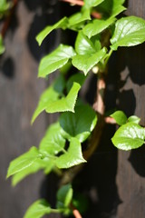 Kletter-Hortensie (Hydrangea petiolaris)