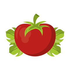 Tomato on leaves fresh vegetable