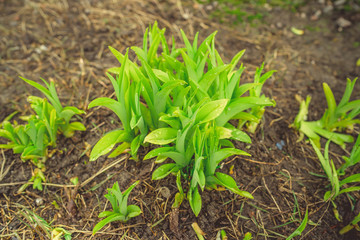 Growing green plans in soil Tender sprigs of green plants growing on dark wet soil