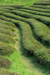 茶畑