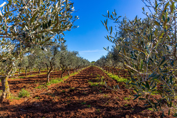 Olivenbaumplantage in Italien