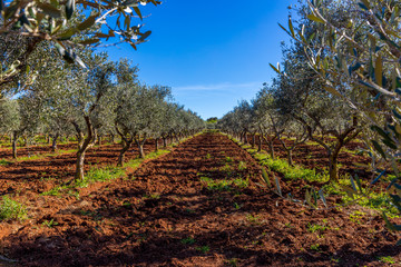 Fototapeta na wymiar Olivenbaumplantage in Italien
