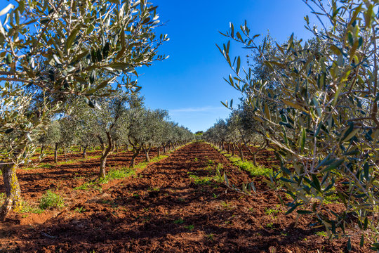 Olivenbaumplantage in Italien