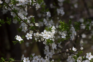 Cherry plum branches with white flowers and young leaves, spring concept.