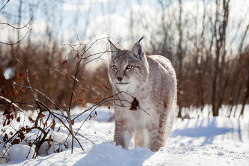 Abordable Eurasian Lynx, portrait in winter field